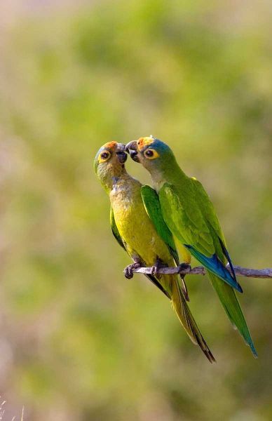 Brazil, Pantanal Peach-fronted parakeets pair